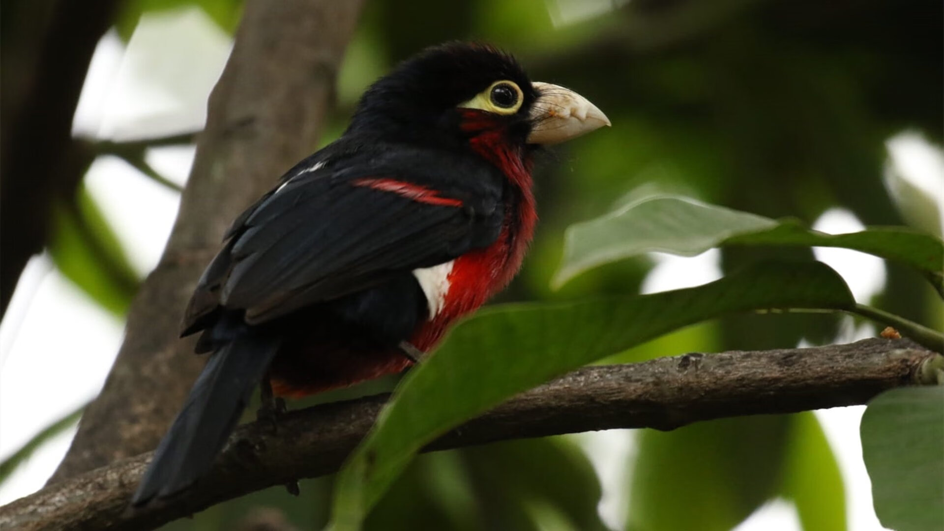 中场核心发挥关键作用,助力球队攻防平衡,中场球员技巧